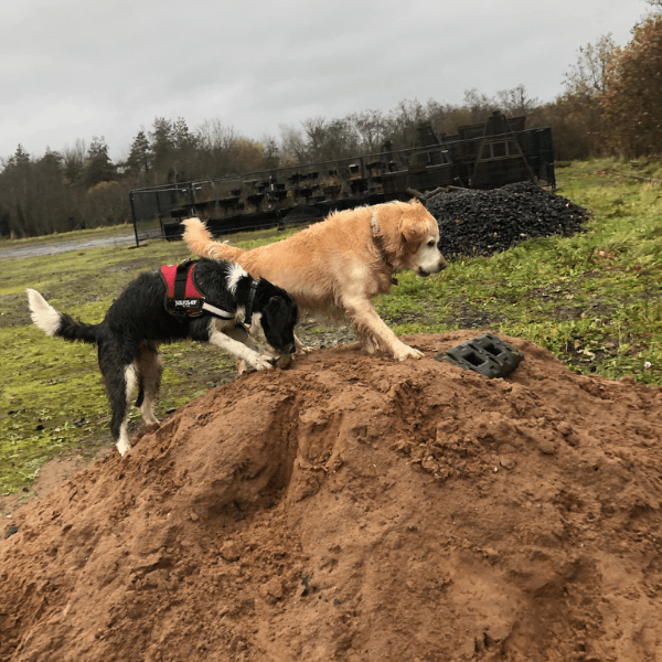 Pricing Dissy Dogs